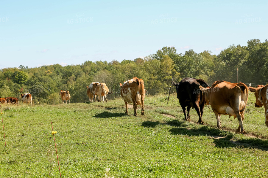 Cattle on Pasture 161031
