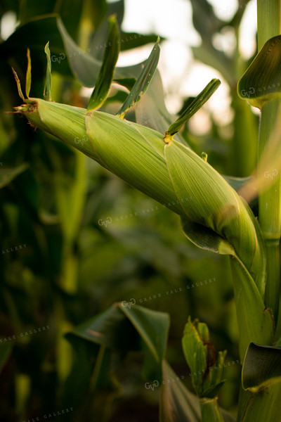 Corn - Mid-Season 2310