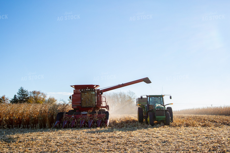 Corn Harvest 161042