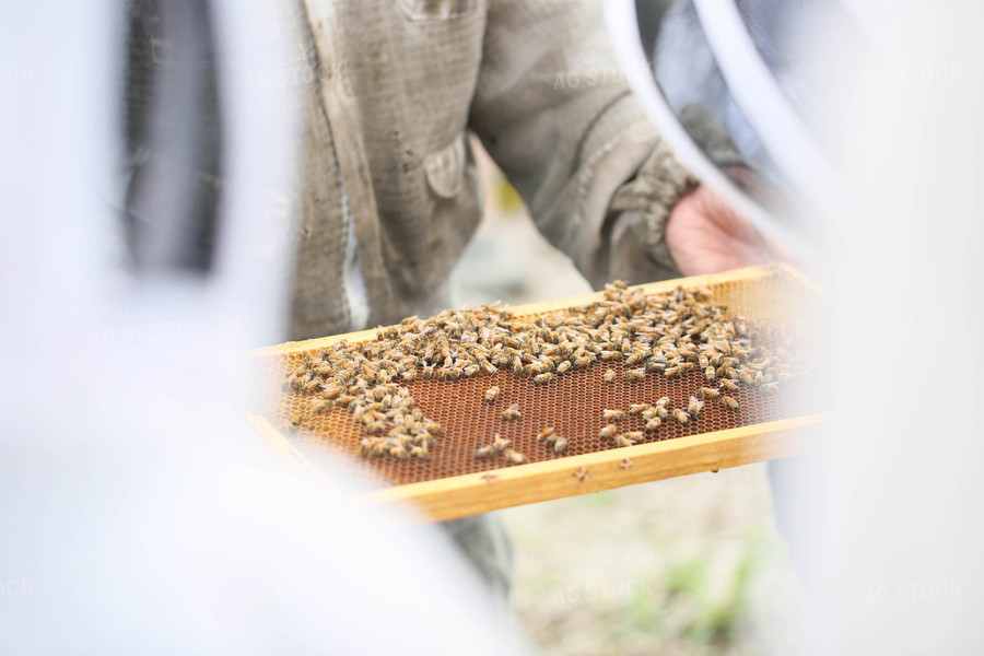 Harvesting Honey 161052