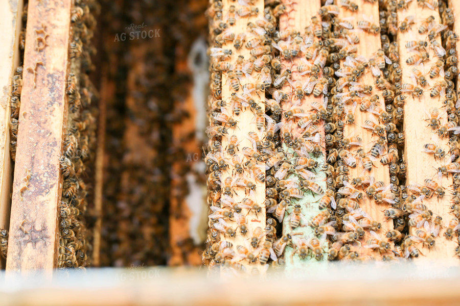 Harvesting Honey 161055