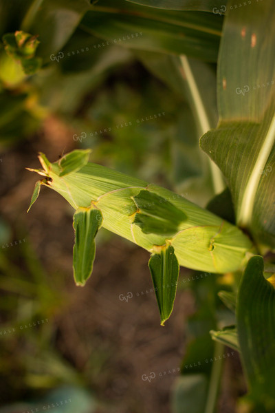 Corn - Mid-Season 2313