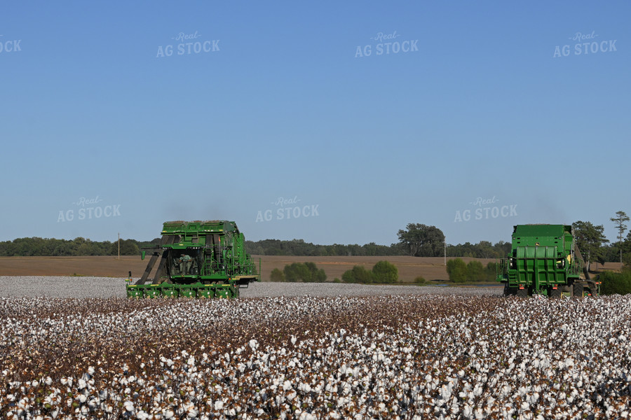 Cotton Harvest 149031
