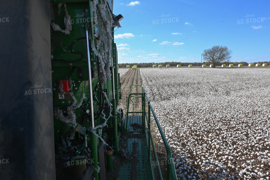 Cotton Harvest 149035