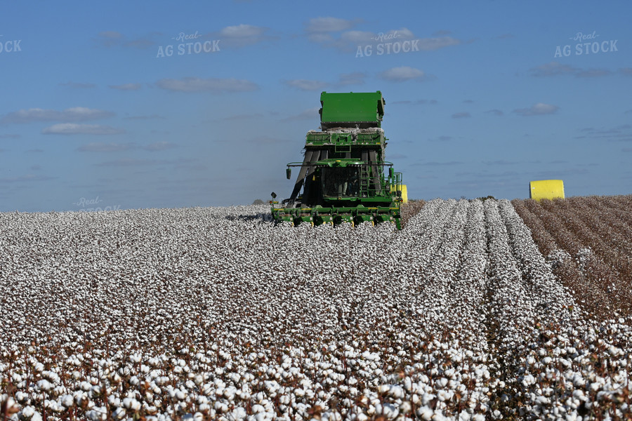 Cotton Harvest 149038