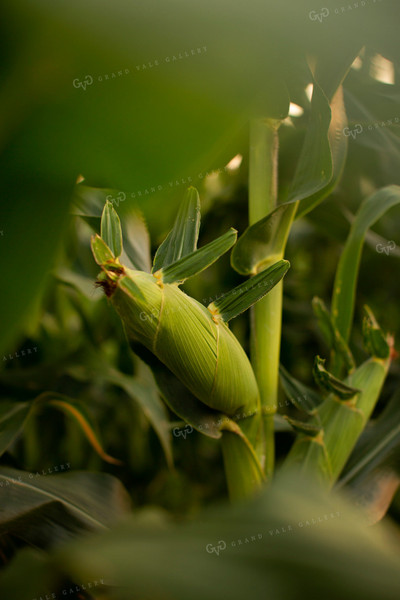 Corn - Mid-Season 2316