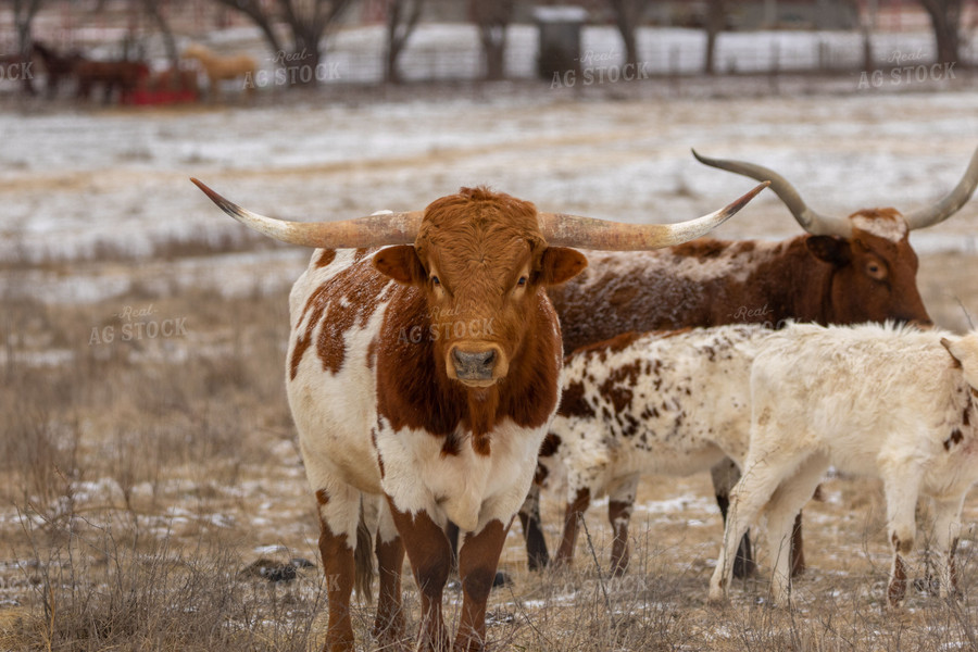 Longhorn Cattle 162017