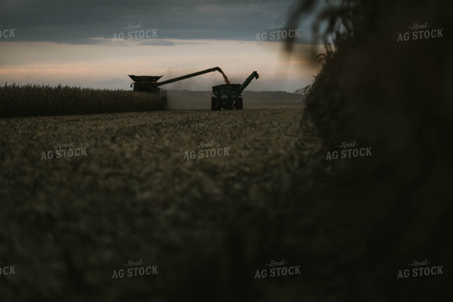 Corn Harvest 8599