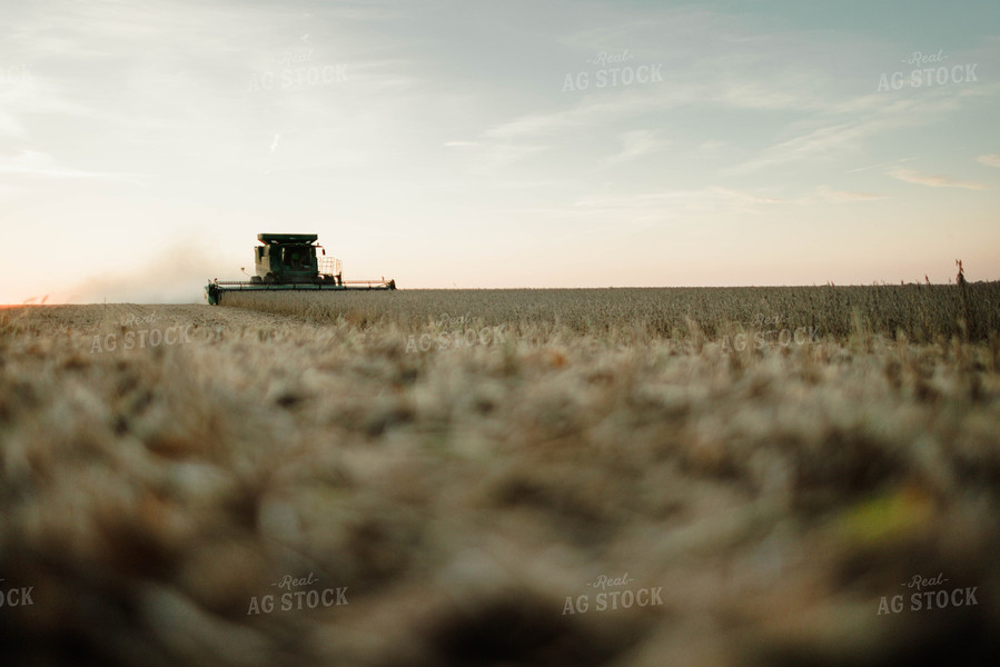 Soybean Harvest 8652