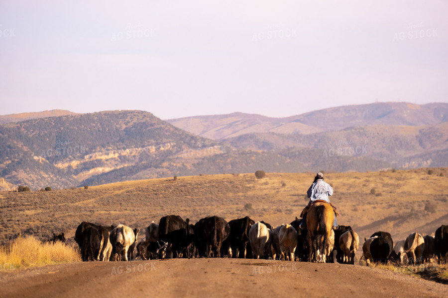 Rancher Herding Cattle on Horseback 163019