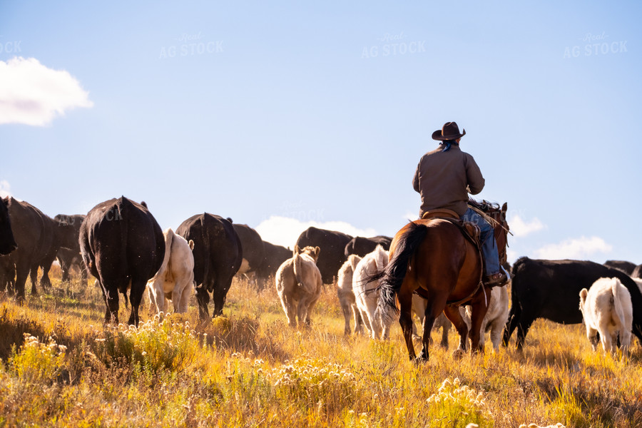 Rancher Herding Cattle on Horseback 163028