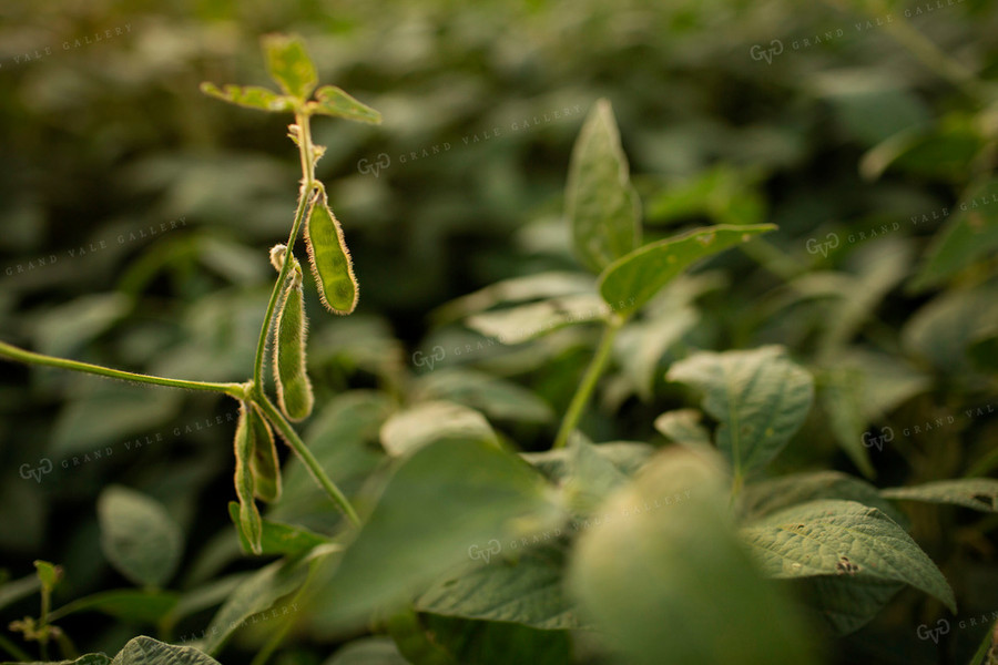 Soybeans - Mid-Season 2354