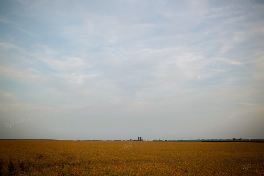 Soybeans - Mid-Season 2360