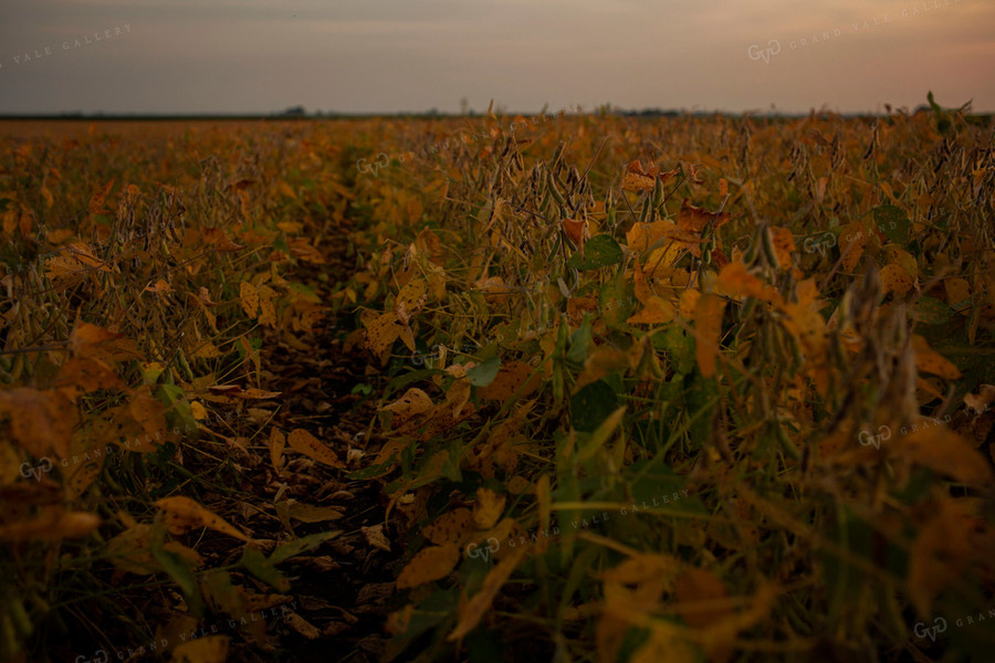 Soybeans - Mid-Season 2362