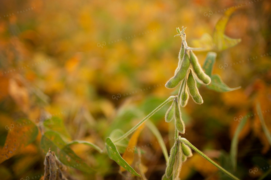 Soybeans - Mid-Season 2364