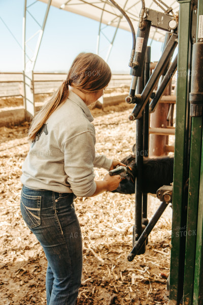 Female Rancher Tagging Cattle 67533