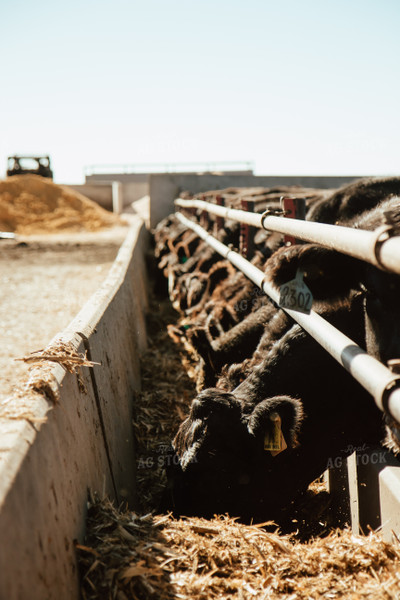 Cattle Eating in Feedbunk 67535