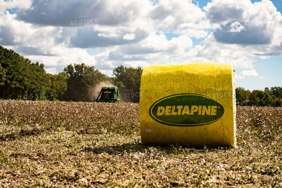 Cotton Harvest 136115