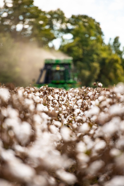 Cotton Harvest 136122