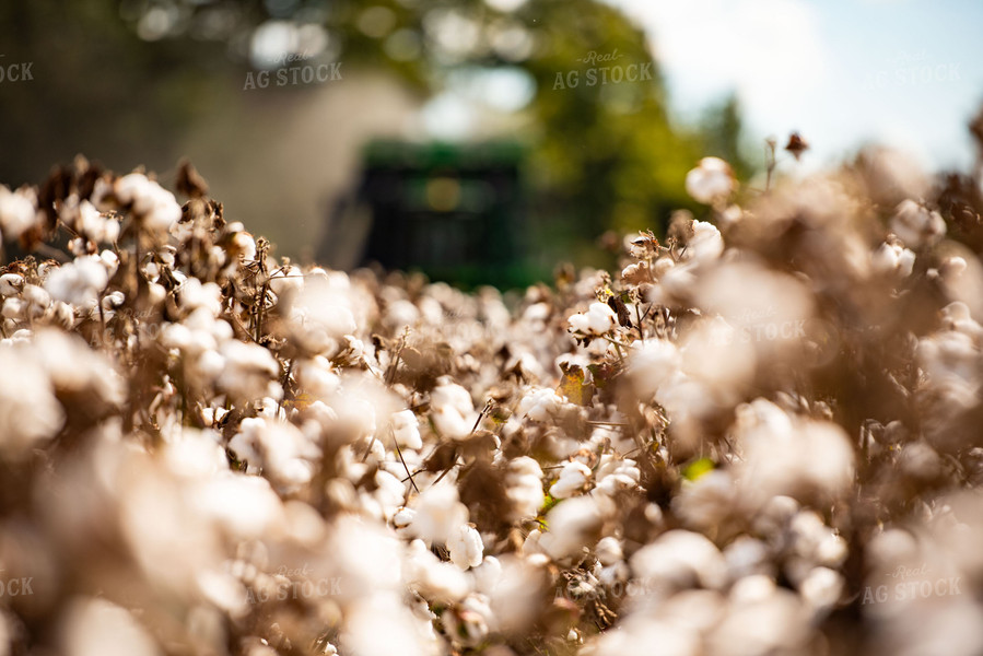 Cotton Harvest 136123