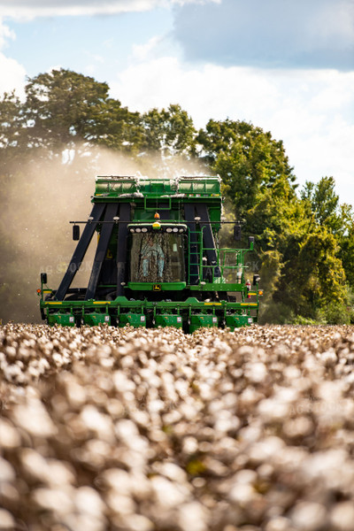 Cotton Harvest 136124