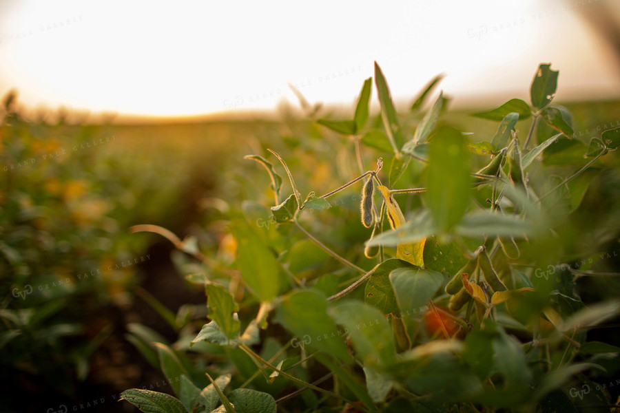 Soybeans - Mid-Season 2369