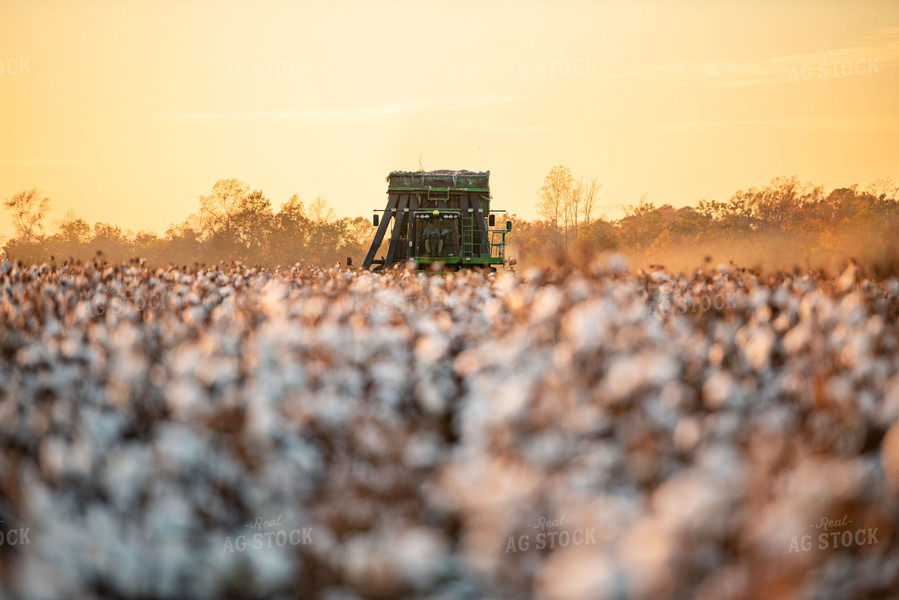Cotton Harvest 136163