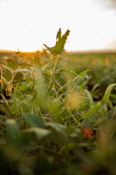 Soybeans - Mid-Season 2372