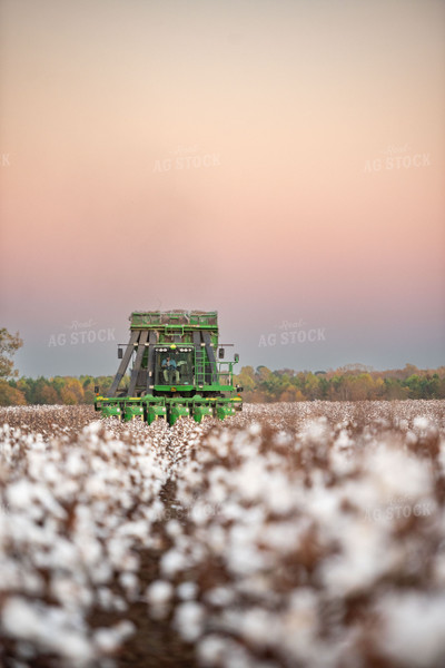 Cotton Harvest 136170