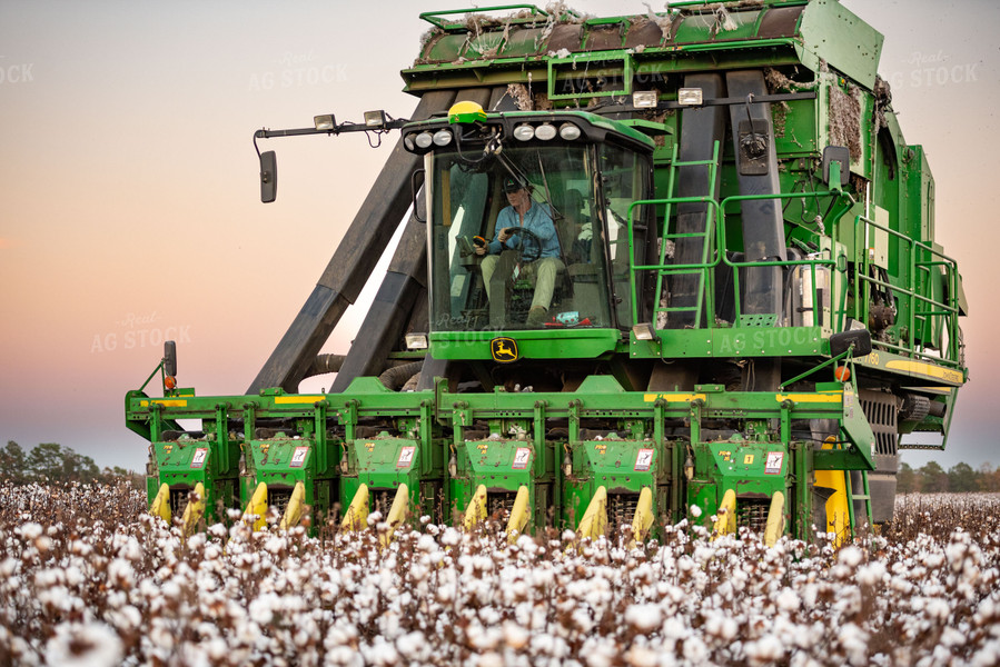 Cotton Harvest 136173