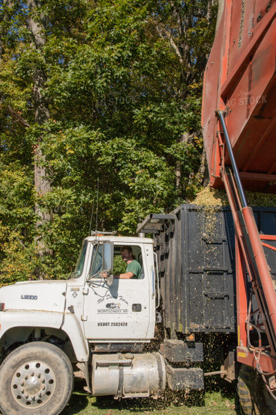 Farmer Being Loaded with Corn Silage 142019