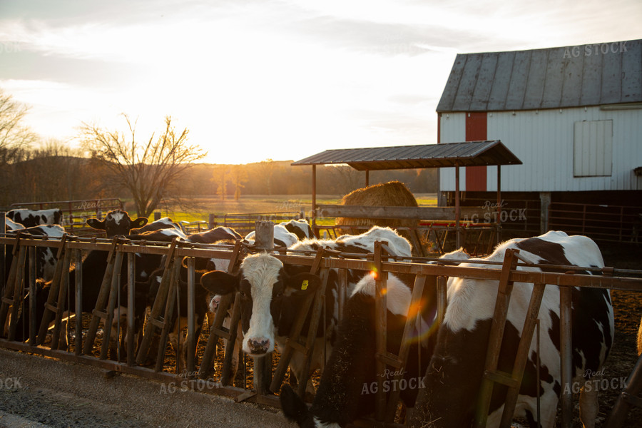 Holstein Cattle 142027