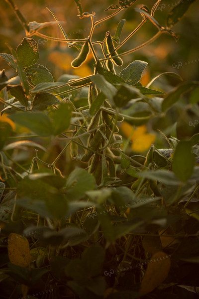 Soybeans - Mid-Season 2377