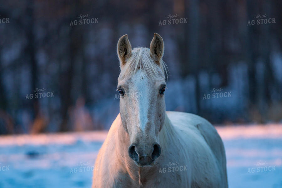 Horse 165004