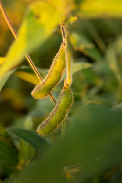 Soybeans - Mid-Season 2391