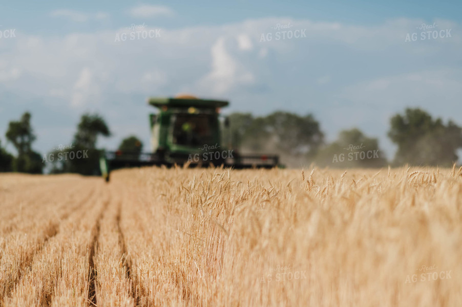 Wheat Harvest 115181