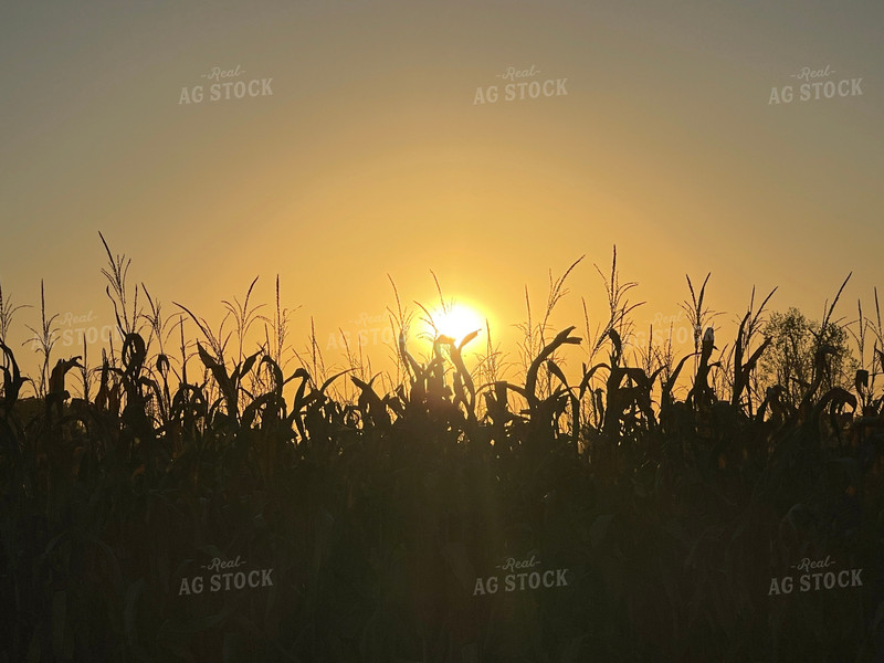 Corn Tassels at Sunset 103077