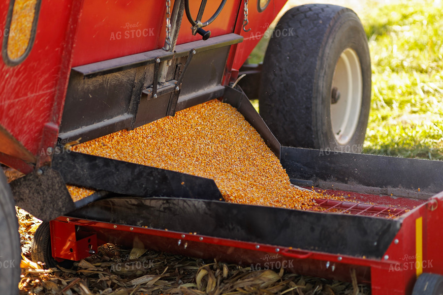 Dumping Harvested Corn into Sweep Auger 93221