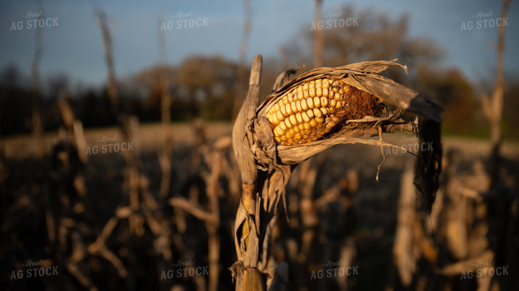 Dried Corn 26279