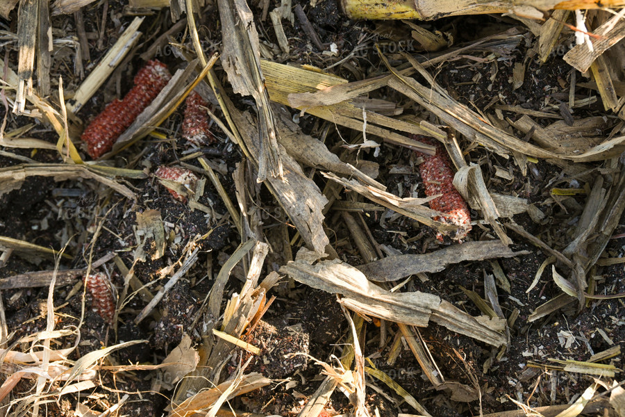 Corn Residue 26282