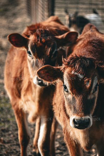 Jersey Calves 166020