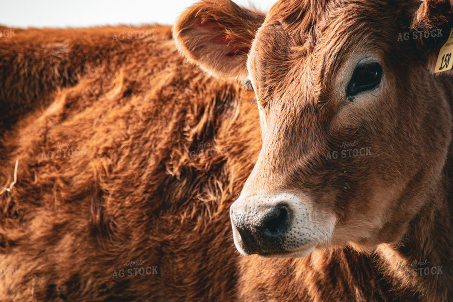 Jersey Calf 166022