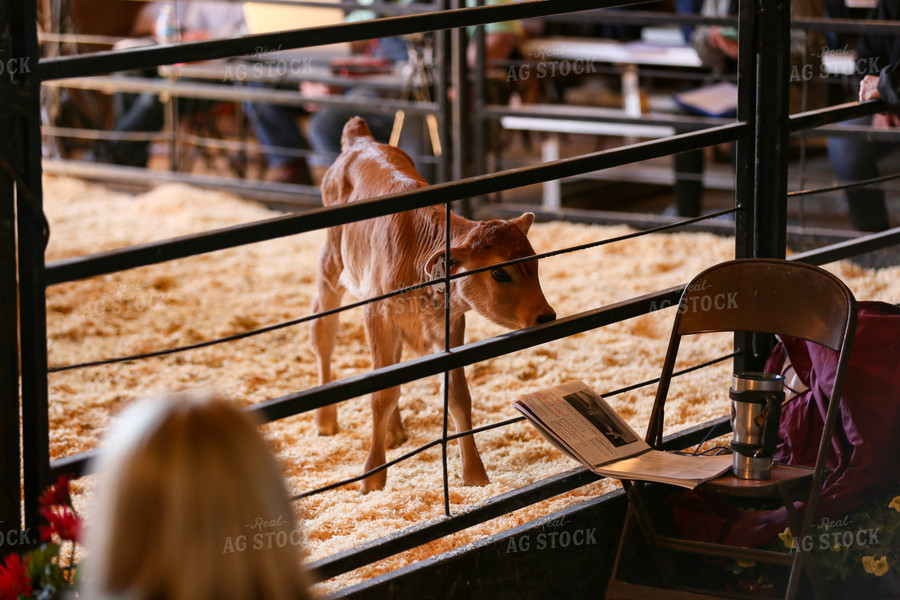 Cattle Sale Auction 161089