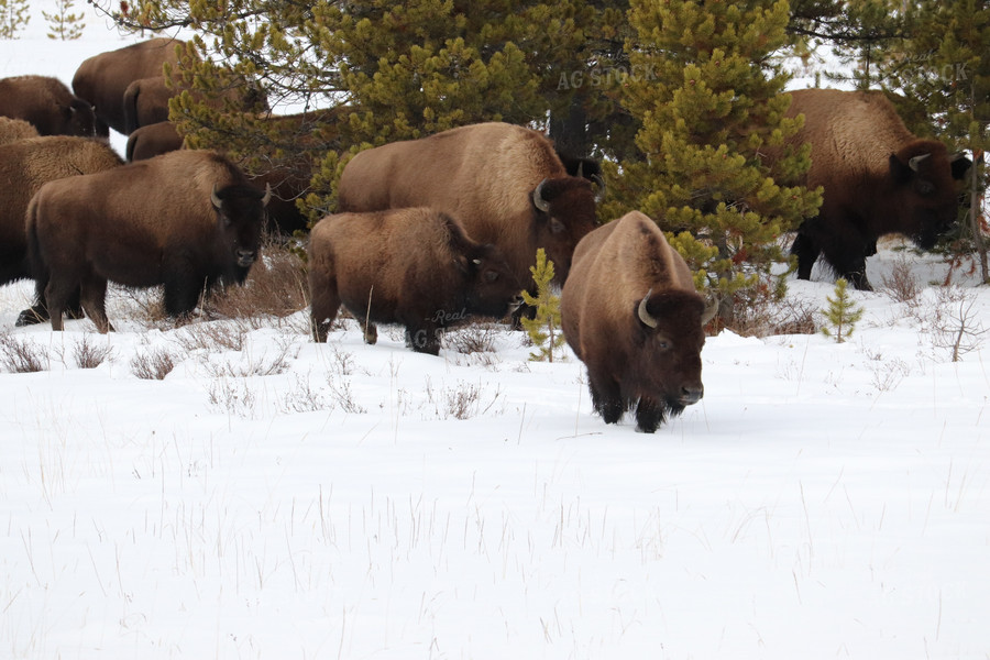 American Bison 102043