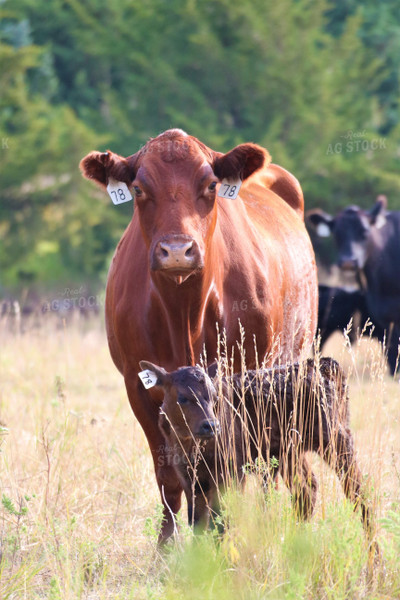 Red Angus Cow-Calf Pair 82117