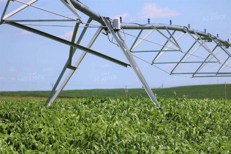 Irrigated Corn Field 82124