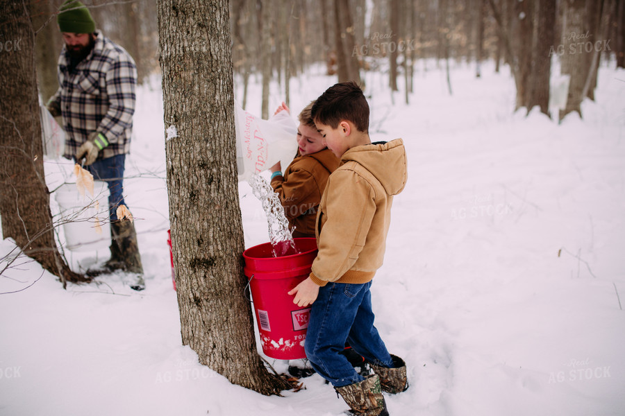 Drilling for Maple Syrup 169003