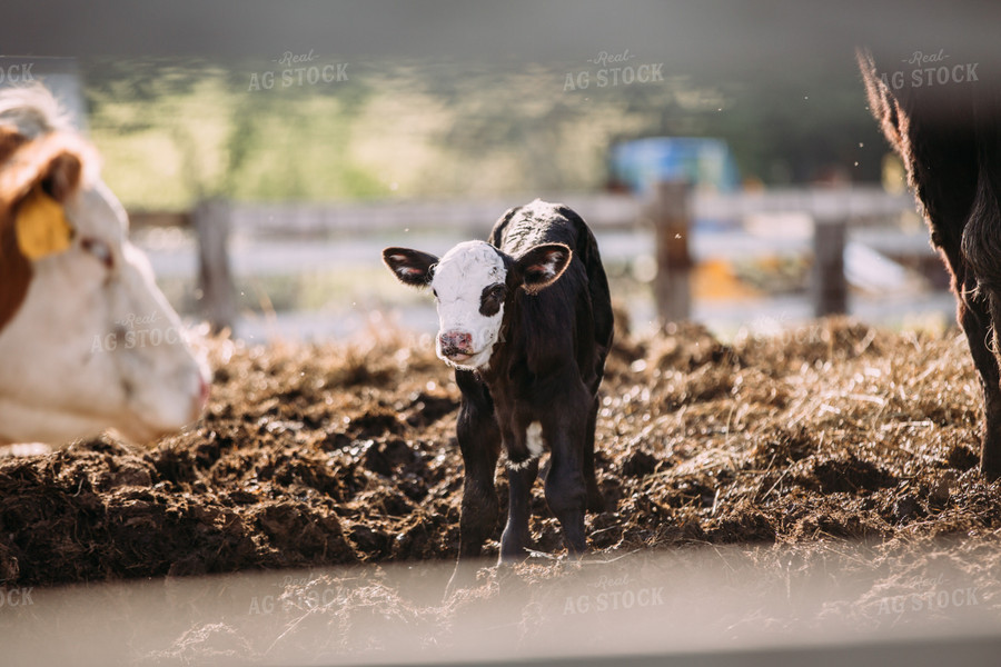 Black Baldy Calf 169038