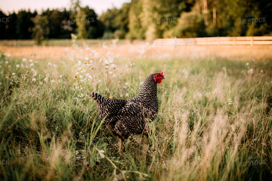 Free Range Chicken 169049