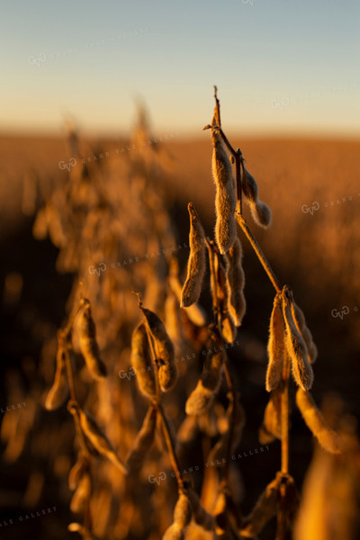 Soybeans - Dry 2462
